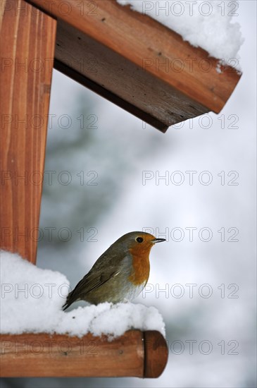 European robin