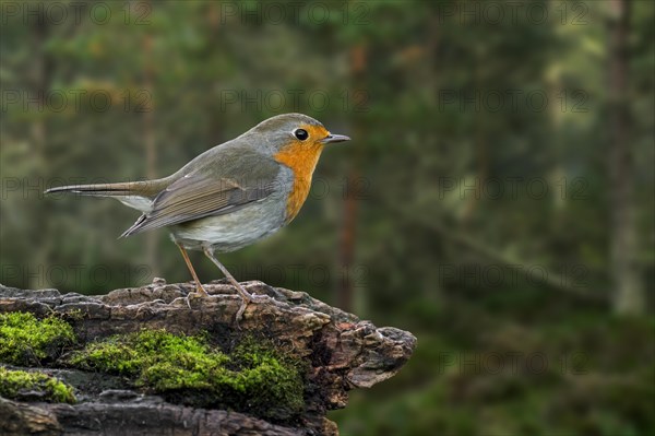 European robin