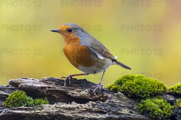 European robin