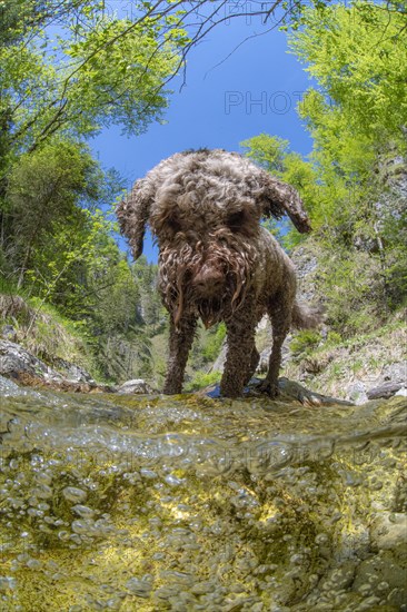 Domestic dog Lagotto Romagnolo playing in the mountain stream of the Kalkalpen National Park