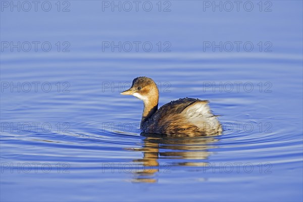 Little grebe