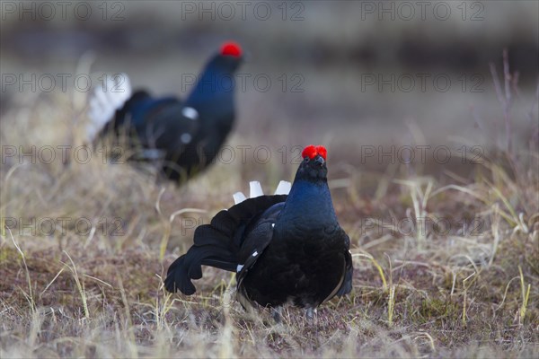 Black grouse