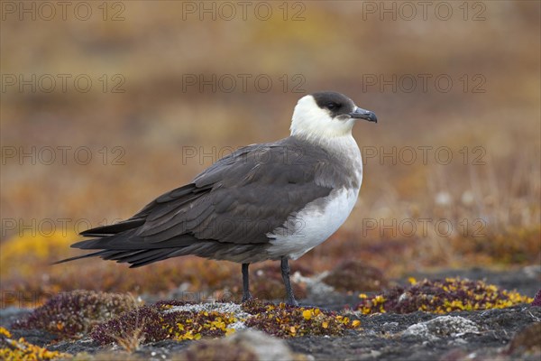 Arctic skua