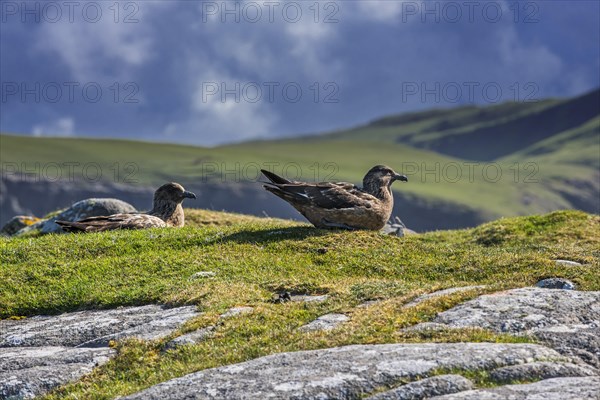 Great skua