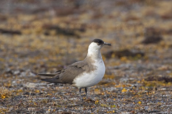 Arctic skua