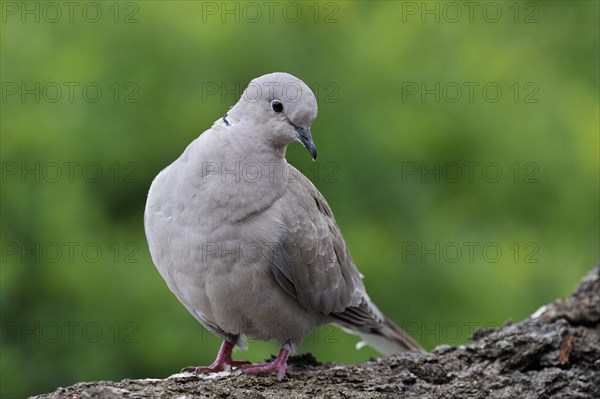 Eurasian collared dove