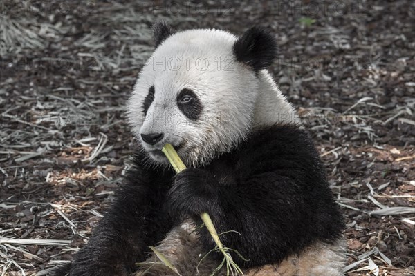 Young two year old giant panda