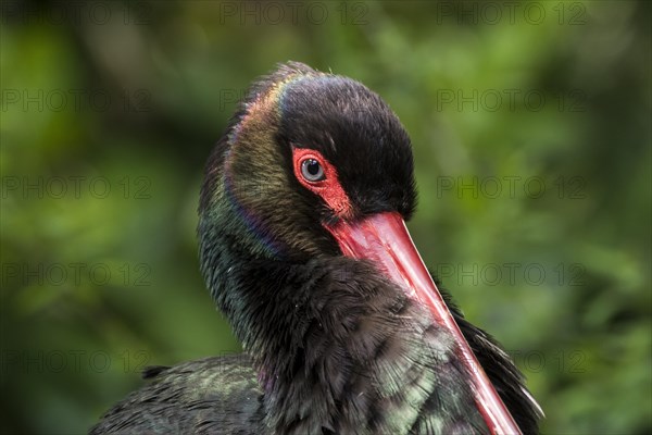 Black stork