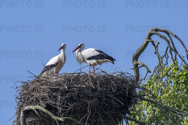 White stork