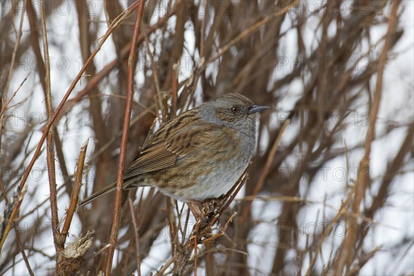 Dunnock