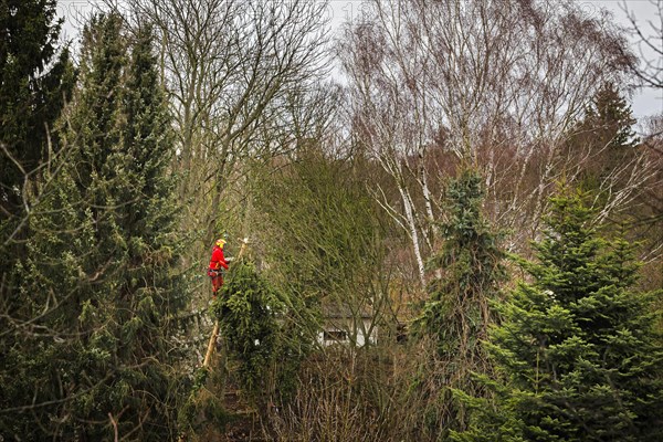 A tree climber cuts down a warped tree with a chainsaw in the Reinickendorf district of Berlin. The hurricane ' Ylenia ' is currently also causing obstructions in Berlin due to fallen trees. Berlin