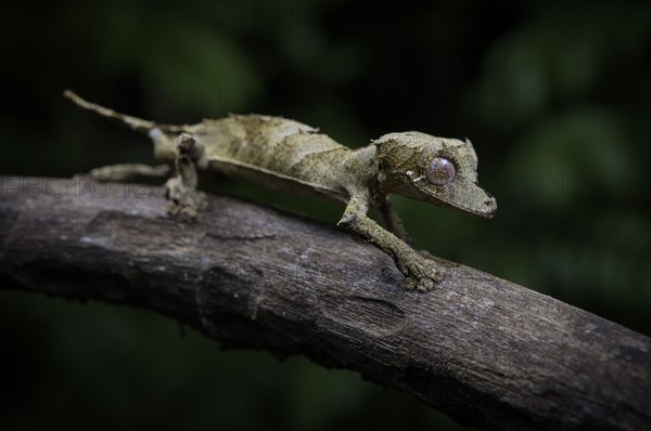 Leaf-tailed gecko