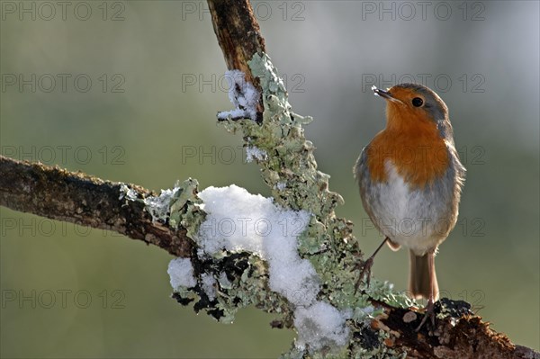 European Robin