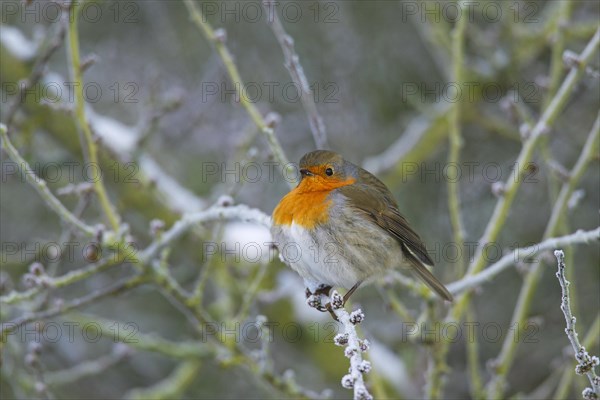 European robin