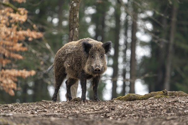 Wild boar