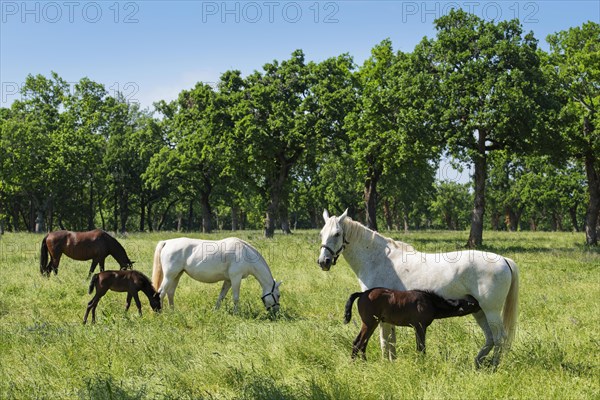 Lipizzaner horses