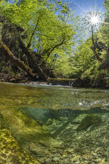 Underwater photo in a mountain stream in the Kalkalpen National Park