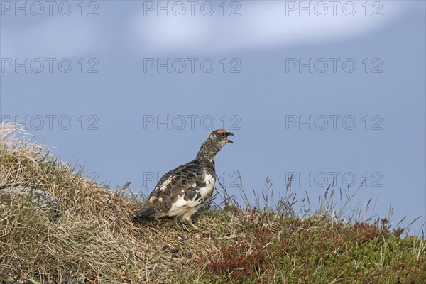 Icelandic rock ptarmigan