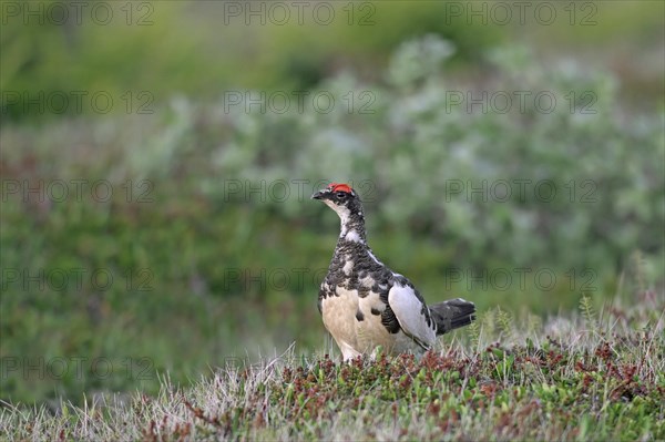 Icelandic rock ptarmigan