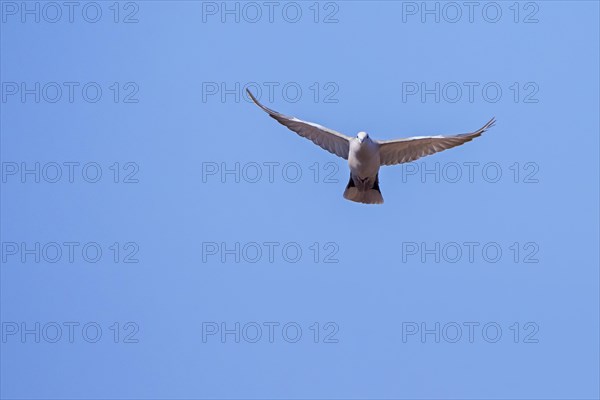 Eurasian collared dove