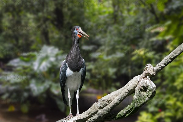 Abdim's stork