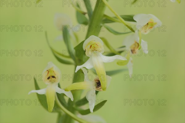 Greenish forest hyacinth