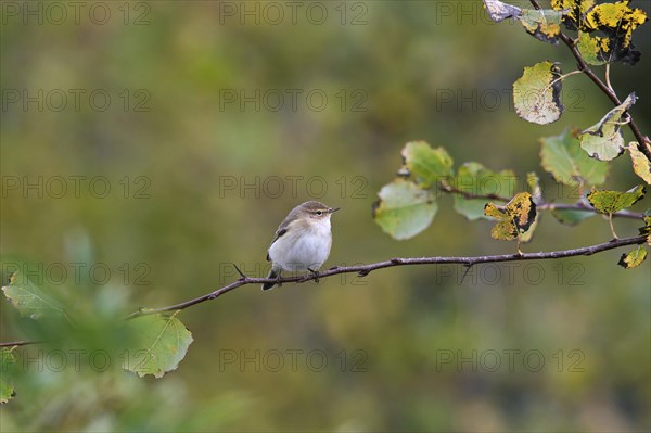 Siberian chiffchaff