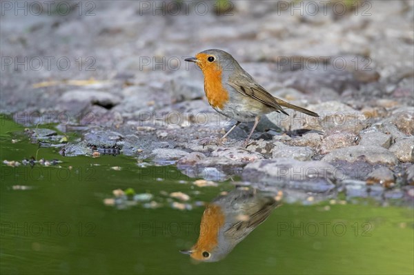 European robin