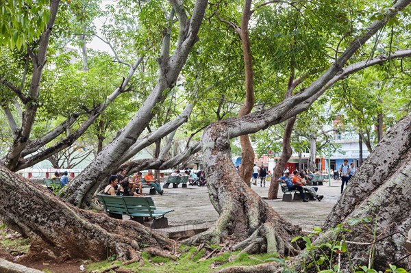 Ceiba Tree