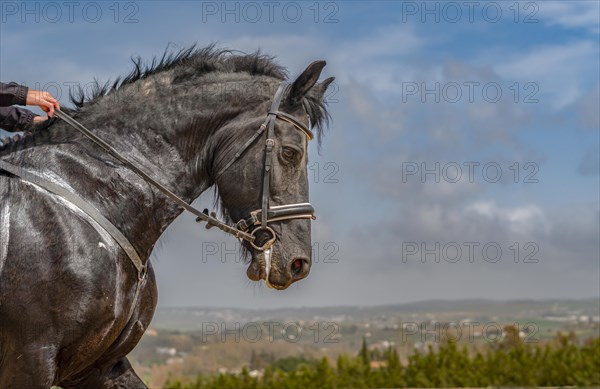 Black horse with reins held by a woman's hands with cloudy sky in the background