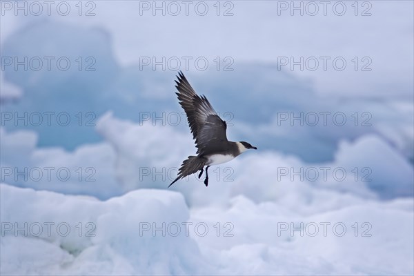 Arctic skua