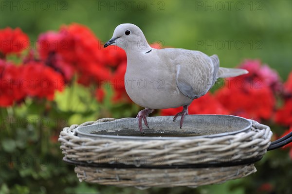 Eurasian Collared Dove