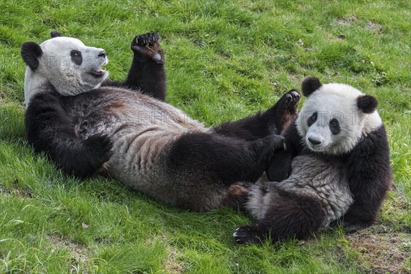 Giant panda