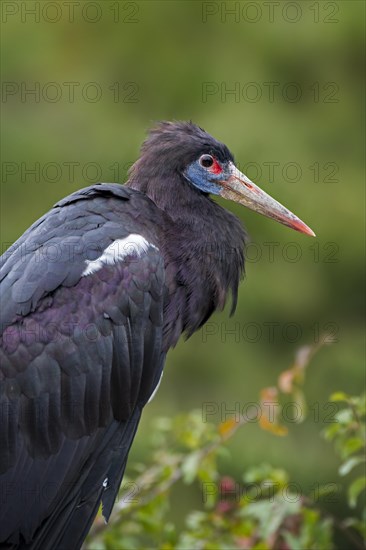 Abdim's stork