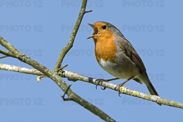 European robin