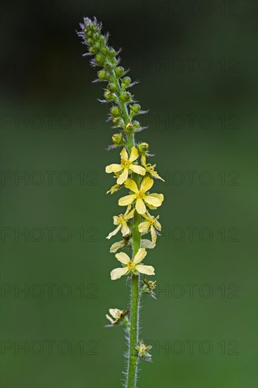 Common agrimony