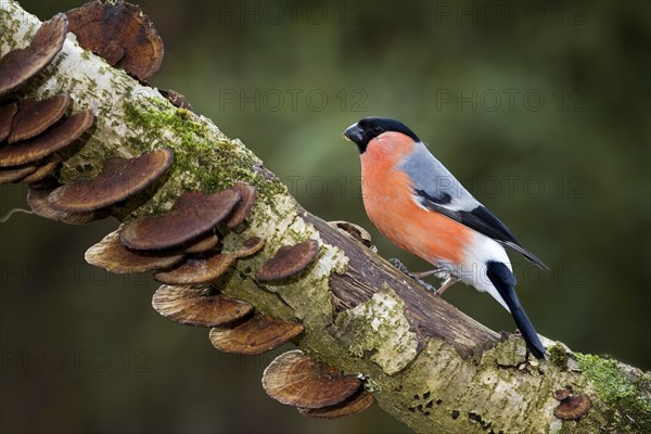 Common Bullfinch