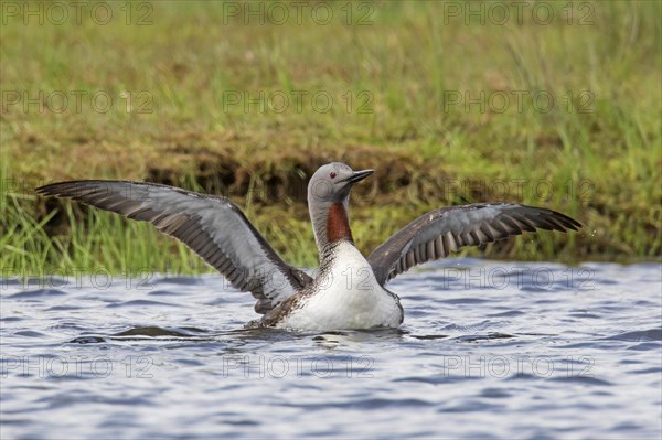 Red-throated loon