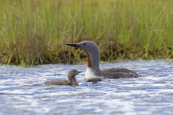 Red-throated loon