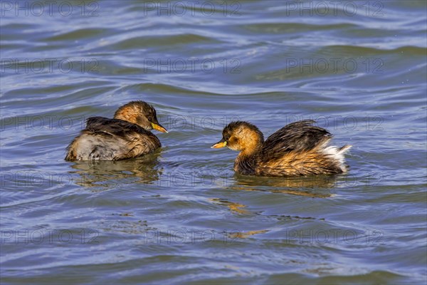 Two little grebes