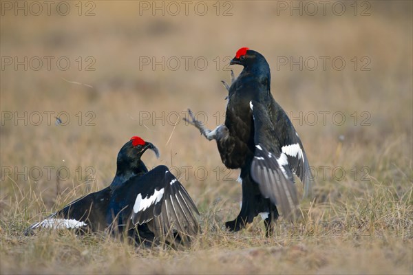 Black grouse