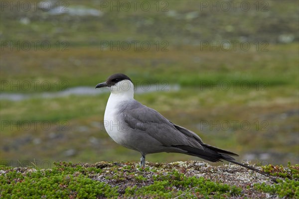 Long-tailed Jaeger