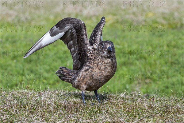 Great skua