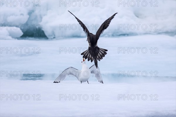 Arctic skua