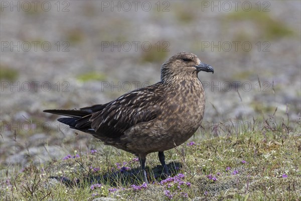 Great skua