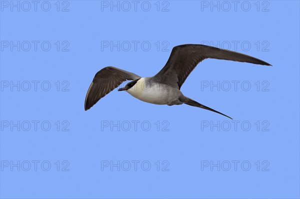 Long-tailed skua