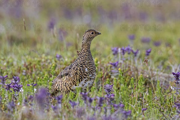 Icelandic rock ptarmigan