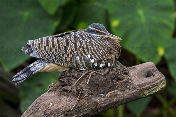 Sunbittern