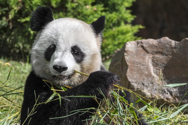 Close up of giant panda