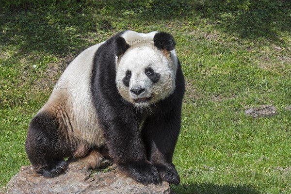 Giant panda